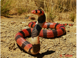 Коралловая кобра (Aspidelaps lubricus)
