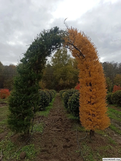 Топиар Арка из Лиственницы Маргилинда - Larix marschlinsii