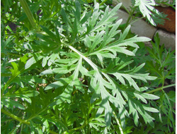 Полынь лимонная (Artemisia balchanorum), трава (5 мл) - 100% натуральное эфирное масло