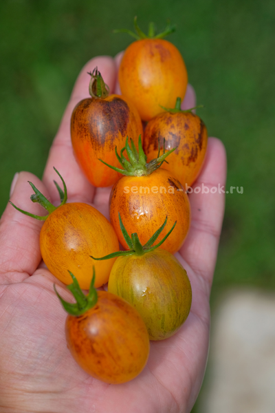 Томат Atomic Sunset (Атомный Закат), 10 шт