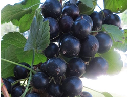 Нестер Козин (смородина черная)