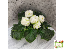 ЕК-Изумрудные Розы (Е.Коршунова) 2018 г.