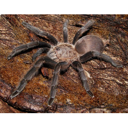 Chilobrachys brevipes