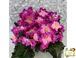 Nik-Любовный Напиток (Н. Булко) 2023 г.