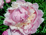 Paeonia Pink Radiance