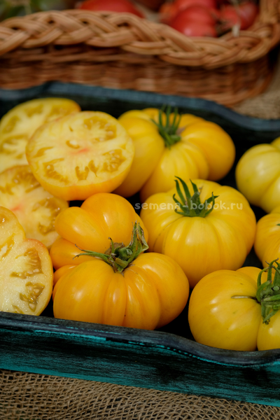 Томат CDOXCDH Б. Хортона, 10 шт