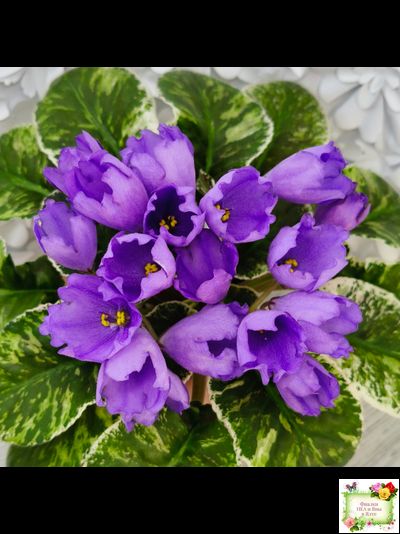 КНН-Крокус (Н. Куриленко) 2022 г. (лист с детками посажен 23.07.25)