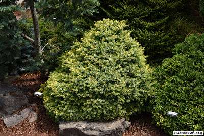 Ель сербская Певе Тижн