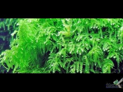 Мох плакучий (Vesicularia ferriei «Weeping»)