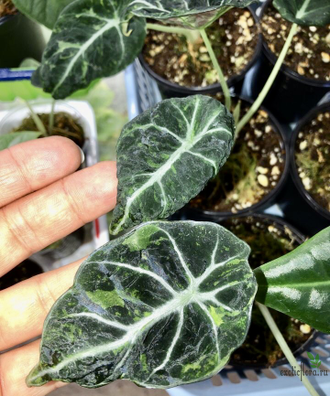 Аlocasia Black Velvet variegata / Алоказия Блек вельвет вариегатная