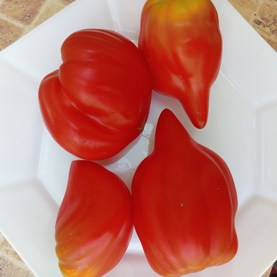 Томат Скифея (Скифская фея)