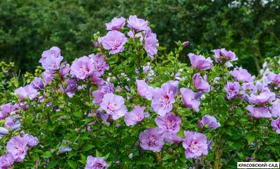 Гибискус Лавендер Шифон - Lavender Chiffon