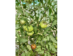 Томат Оранжево-красный Блюз (Orange red Blues)