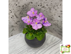 Shirl's Pip Squeak (S.Sanders) (лист посажен 28.01.26)