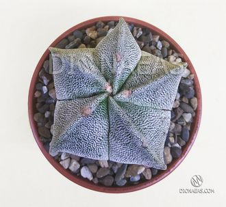 Astrophytum Myriostigma - Астрофитум мириостигма, Астрофитум многорыльцевый, Астрофитум крапчатый, кактус звезда