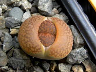 Lithops aucampiae v.koelemanii С256 (MG-1549.5 )