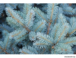 Ель Монтгомери - Montgomery