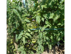 Сибирский тигр, ОГ, 29.06.2017