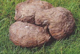 Гриб пория кокосовидная действие на организм,, фу лин, свойства, применение,купить