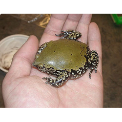 Панцирный узкорот (Dermatonotus muelleri)