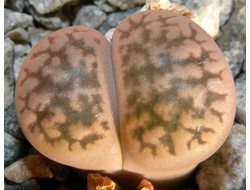 Lithops hookeri v.susannae C091 - 10 семян