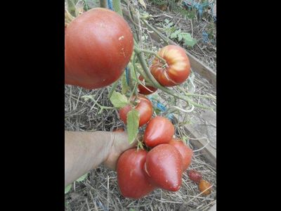 Томат Дедушкино петушиное перышко (Grandpa’s Coсk’s Plumе, США)