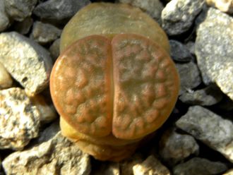 Lithops hookeri v.subfenestrata C021 (MG-1616.64)