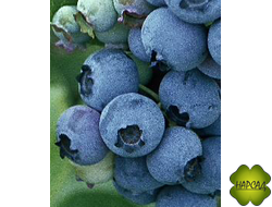 Голубика "Бонбонберри" ("Блю Свейд") (карликовая, самоплодная)