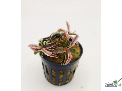Bucephalandra green wavy