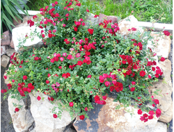 Почвопокровная Ротер корсар