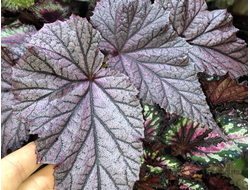 Бегония Tingley Mallet / Begonia incarnata var. purpurascens х Begonia Eldorado