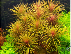 Погостемон Стеллата Дассен (меристемный) Азия