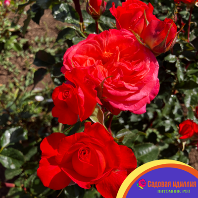 Вулкано (Vulcano)