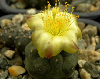 Copiapoa hypogaea KP 815 C (D=10-15mm)