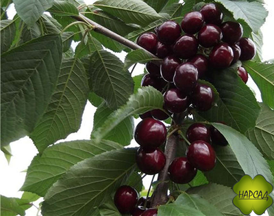 Дюк вишня+черешня "Ночка" (низкорослая, саженец 3 года)