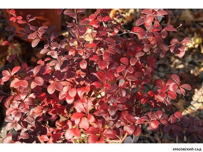 Барбарис Дартс Ред Леди - Dart&#039;s Red Lady