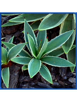 Agave angustifolia 'Marginata'