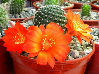 Rebutia krainziana v.orange - 5 семян