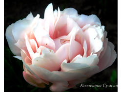 Пион Nelda's Joy (Нельдас Джой)