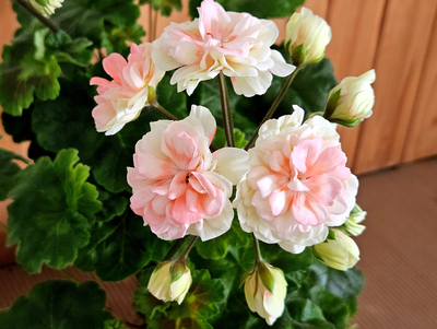 Пеларгония Lara Sundae