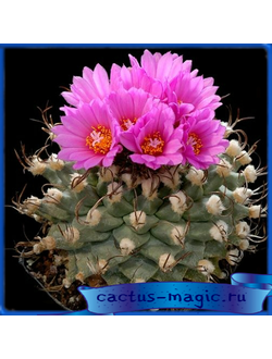Turbinicarpus alonsoi PP 859