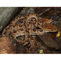 Остроконечно чешуйчатая куфия(Protobothrops mucrosquamatus)