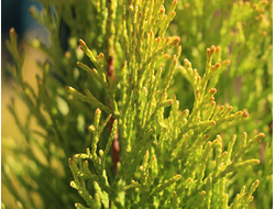 Туя западная Golden smaragd, C5