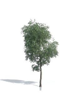 Billboards Дерево летнее_12