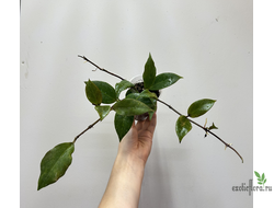 24/07/25 Hoya cv. Sunrise