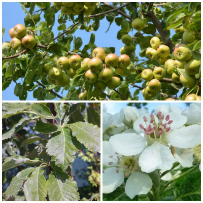 Сорбопирус, 1год, ЗКС