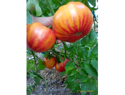 Томат Желтый камень (Yellow Stone)