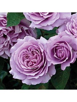 Лав Сонг (Love Song)