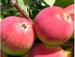 Слава Приморья (яблоня)