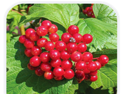 Калина, саженцы